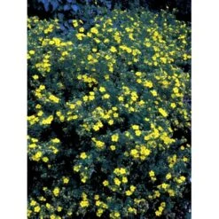 Gul Buskpotentil 'Goldfinger' Potentilla Fruticosa 'Goldfinger' Plug + 2 års, 30-50 Cm. -Osmo Salgsbutik fi15811 potentilla fruticosa goldfinger 8932