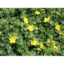 Gul Buskpotentil 'Goldfinger' Potentilla Fruticosa 'Goldfinger' Plug + 2 års, 30-50 Cm. -Osmo Salgsbutik fi15811 potentilla fruticosa goldfinger b5e9
