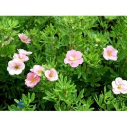 Pink Buskpotentil 'Lovely Pink' Potentilla Fruticosa 'Lovely Pink' Plug + 2 års, 20-40 Cm. -Osmo Salgsbutik fi15836 potentilla fruticosa pink beauty 9050