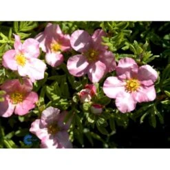Pink Buskpotentil 'Lovely Pink' Potentilla Fruticosa 'Lovely Pink' Plug + 2 års, 20-40 Cm. -Osmo Salgsbutik fi15836 potentilla fruticosa pink beauty bd64