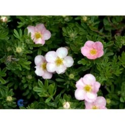 Pink Buskpotentil 'Lovely Pink' Potentilla Fruticosa 'Lovely Pink' Plug + 2 års, 20-40 Cm. -Osmo Salgsbutik fi15836 potentilla fruticosa pink beauty c020