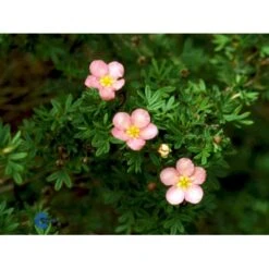 Pink Buskpotentil 'Lovely Pink' Potentilla Fruticosa 'Lovely Pink' Plug + 2 års, 20-40 Cm. -Osmo Salgsbutik fi15836 potentilla fruticosa pink beauty c8a8