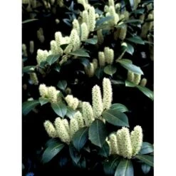 Kirsebærlaurbær 'Caucasica' Prunus Laurocerasus 'Caucasica' Med Klump,- 125-150 Cm. -Osmo Salgsbutik fi15868 prunus laurocerasus caucasica 0755