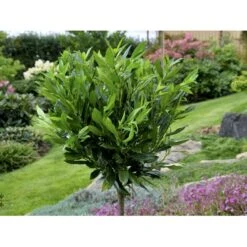 Kirsebærlaurbær 'Otto Luyken' Prunus Laurocerasus 'Otto Luyken' Potte 3,5 Liter 20-30 Cm. -Osmo Salgsbutik fi15885 prunus laurocerasus otto luyken 3a23