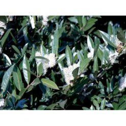 Kirsebærlaurbær 'Otto Luyken' Prunus Laurocerasus 'Otto Luyken' Potte 3,5 Liter 20-30 Cm. -Osmo Salgsbutik fi15885 prunus laurocerasus otto luyken 3afb