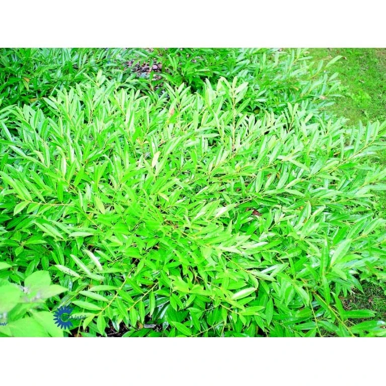 Kirsebærlaurbær 'Pruzab' Prunus Laurocerasus 'Pruzab' Med Klump,- 40-50 Cm. 5 Kirsebærlaurbær 'Pruzab' Prunus Laurocerasus 'Pruzab' Med Klump,- 40-50 Cm. - Billede 3