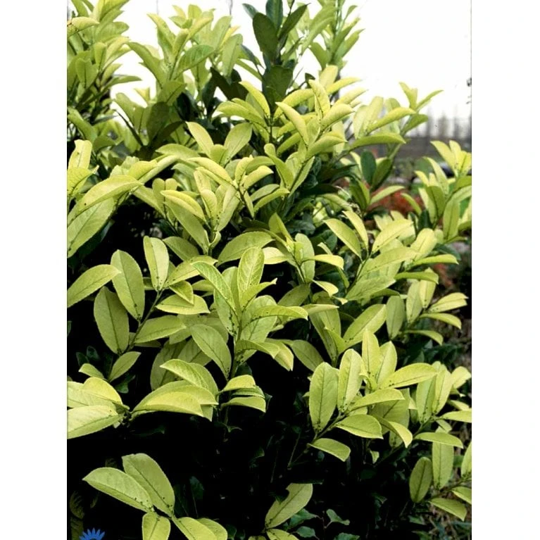 Hæk-Kirsebærlaurbær 'Rotundifolia' Prunus Laurocerasus 'Rotundifolia' Potte 10 Liter,- 100-125 Cm. 7 Hæk-Kirsebærlaurbær 'Rotundifolia' Prunus Laurocerasus 'Rotundifolia' Potte 10 Liter,- 100-125 Cm. - Billede 5