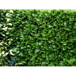 Hæk-Kirsebærlaurbær 'Rotundifolia' Prunus Laurocerasus 'Rotundifolia' Potte 10 Liter,- 100-125 Cm. 13 Hæk-Kirsebærlaurbær 'Rotundifolia' Prunus Laurocerasus 'Rotundifolia' Potte 10 Liter,- 100-125 Cm. -Osmo Salgsbutik fi15894 prunus laurocerasus rotundifolia de35