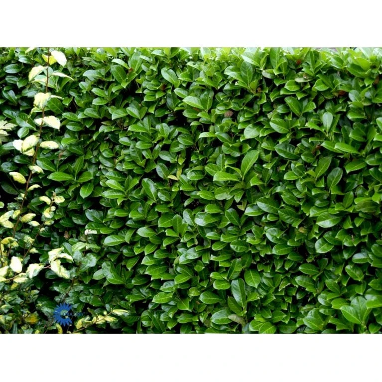 Hæk-Kirsebærlaurbær 'Rotundifolia' Prunus Laurocerasus 'Rotundifolia' Potte 10 Liter,- 100-125 Cm. 8 Hæk-Kirsebærlaurbær 'Rotundifolia' Prunus Laurocerasus 'Rotundifolia' Potte 10 Liter,- 100-125 Cm. - Billede 6