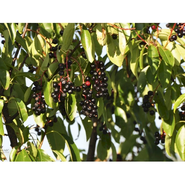 Glansbladet Hæg Prunus Serotina Solitær Busk 150-200 Cm. - Med Klump 3 Glansbladet Hæg Prunus Serotina Solitær Busk 150-200 Cm. - Med Klump