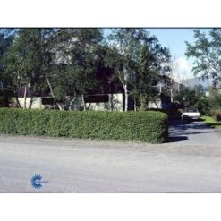 Fjeldribs Ribes Alpinum Barrods,- 4 års (2/2) 30-60 Cm. 9 Fjeldribs Ribes Alpinum Barrods,- 4 års (2/2) 30-60 Cm. -Osmo Salgsbutik fi16024 ribes alpinum 423e