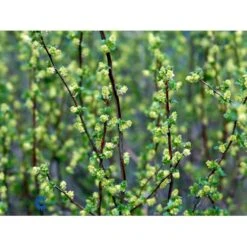 Fjeldribs Ribes Alpinum Barrods,- 4 års (2/2) 30-60 Cm. 8 Fjeldribs Ribes Alpinum Barrods,- 4 års (2/2) 30-60 Cm. -Osmo Salgsbutik fi16024 ribes alpinum 586c