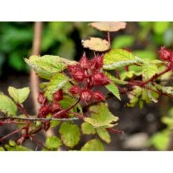 Vinbrombær Rubus Phoenicolasius Potte 2,0 Liter,- Opbundet -Osmo Salgsbutik fi16062 rubus phoenicolasius dd1b