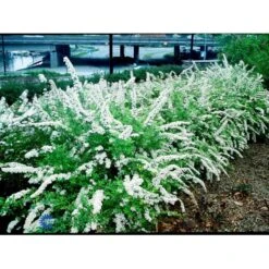 Snedrivebusk 'Grefsheim' Spiraea Cinerea 'Grefsheim' Med Klump,- 125-150 Cm. 10 Snedrivebusk 'Grefsheim' Spiraea Cinerea 'Grefsheim' Med Klump,- 125-150 Cm. -Osmo Salgsbutik fi16259 spiraea cinerea grefsheim 79fd