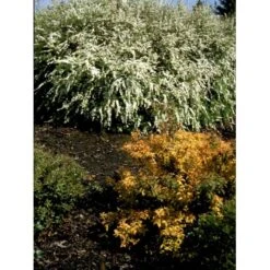 Snedrivebusk 'Grefsheim' Spiraea Cinerea 'Grefsheim' Med Klump,- 125-150 Cm. 11 Snedrivebusk 'Grefsheim' Spiraea Cinerea 'Grefsheim' Med Klump,- 125-150 Cm. -Osmo Salgsbutik fi16259 spiraea cinerea grefsheim a930