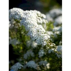 Snedrivebusk 'Grefsheim' Spiraea Cinerea 'Grefsheim' Med Klump,- 125-150 Cm. 9 Snedrivebusk 'Grefsheim' Spiraea Cinerea 'Grefsheim' Med Klump,- 125-150 Cm. -Osmo Salgsbutik fi16259 spiraea cinerea grefsheim d6ff