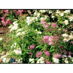Spiræa 'Genpei' Spiraea Japonica 'Genpei' Potte 2,0 Liter,- 25-30 Cm. -Osmo Salgsbutik fi16277 spiraea japonica genpei 09c5