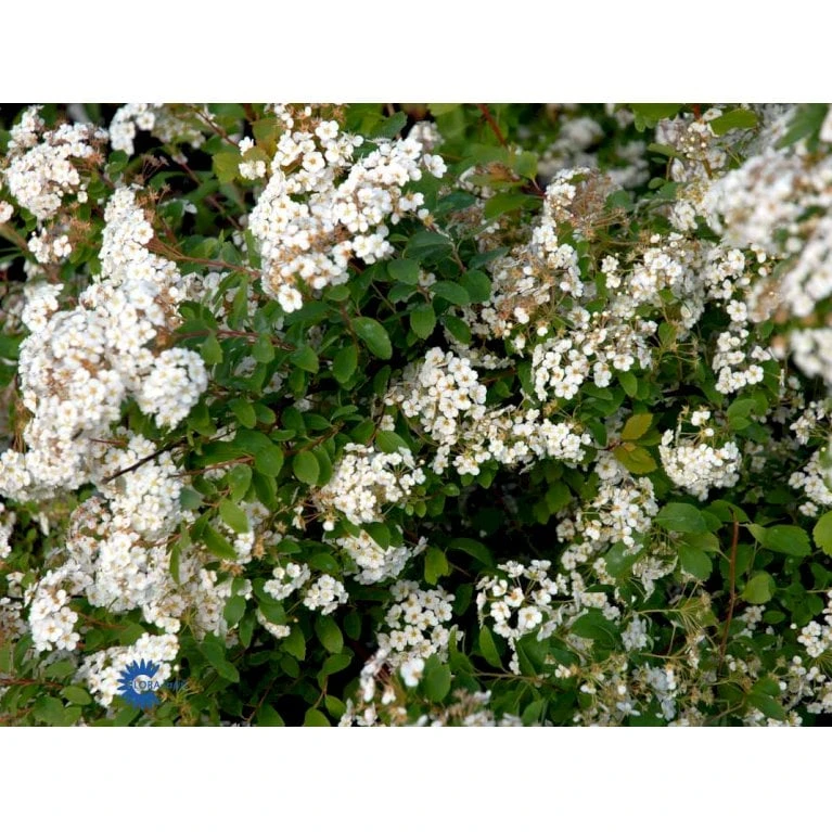 Buketspiræa Spiraea X Vanhouttei Plug + 2 års, 50-80 Cm. 8 Buketspiræa Spiraea X Vanhouttei Plug + 2 års, 50-80 Cm. - Billede 6