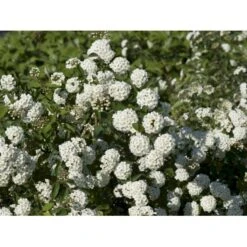 Buketspiræa Spiraea X Vanhouttei Plug + 2 års, 50-80 Cm. 11 Buketspiræa Spiraea X Vanhouttei Plug + 2 års, 50-80 Cm. -Osmo Salgsbutik fi16300 spiraea vanhouttei c37c