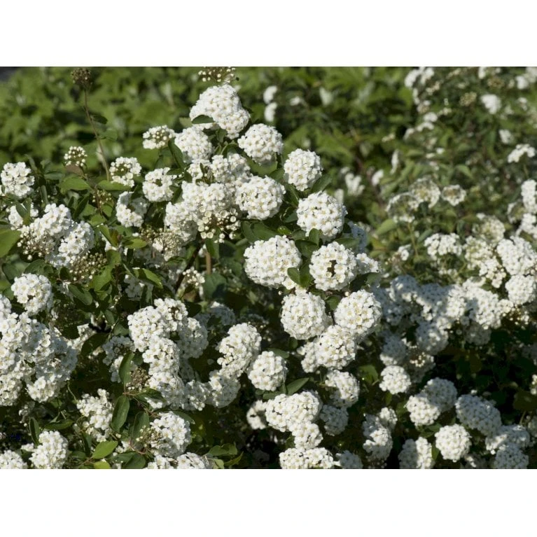 Buketspiræa Spiraea X Vanhouttei Plug + 2 års, 50-80 Cm. 6 Buketspiræa Spiraea X Vanhouttei Plug + 2 års, 50-80 Cm. - Billede 4