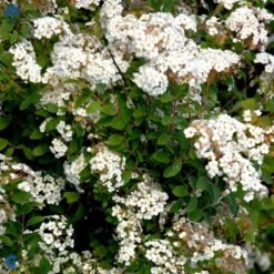 Buketspiræa Spiraea X Vanhouttei Plug + 2 års, 50-80 Cm. 12 Buketspiræa Spiraea X Vanhouttei Plug + 2 års, 50-80 Cm. -Osmo Salgsbutik fi16300 spiraea vanhouttei c4a8