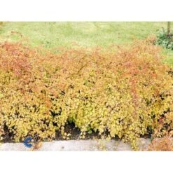 Kranstop 'Crispa' Stephanandra Incisa 'Crispa' 3,5 Liter Potte -Osmo Salgsbutik fi16309 stephanandra incisa crispa 2699