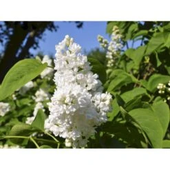 Almindelig Syren Hvid Syringa Vulgaris Alba 5 Liter Potte -Osmo Salgsbutik fi16414 syringa vulgaris alba d37b