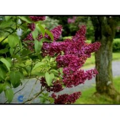 'Charles Joly' Syringa Vul. 'Charles Joly' (storblomstrende) Potte 12 Liter,- 80-100 Cm. -Osmo Salgsbutik fi16428 syringa vulgaris charles joly 4628