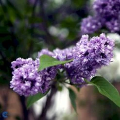 'Charles Joly' Syringa Vul. 'Charles Joly' (storblomstrende) Potte 12 Liter,- 80-100 Cm. -Osmo Salgsbutik fi16428 syringa vulgaris charles joly 9c8f