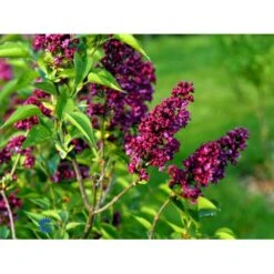 'Charles Joly' Syringa Vul. 'Charles Joly' (storblomstrende) Potte 12 Liter,- 80-100 Cm. -Osmo Salgsbutik fi16428 syringa vulgaris charles joly b567
