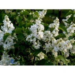 'Primrose' Syringa Vul. 'Primrose' (storblomstrende) Med Klump,- 125-150 Cm. -Osmo Salgsbutik fi16483 syringa vulgaris primrose 3258
