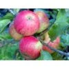 Æble 'Elstar/Elshof' Malus X 'Elstar/elshof' Træ Med Sidegrene,- Stammeomkreds 8-10 Cm. Med Klump 1 Æble 'Elstar/Elshof' Malus X 'Elstar/elshof' Træ Med Sidegrene,- Stammeomkreds 8-10 Cm. Med Klump -Osmo Salgsbutik fi179 malus domestica elstar 9e87