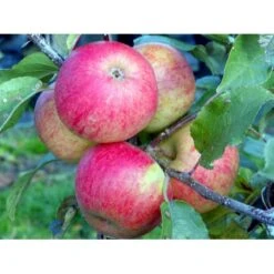 Æble 'Elstar/Elshof' Malus X 'Elstar/elshof' Træ Med Sidegrene,- Stammeomkreds 8-10 Cm. Med Klump
