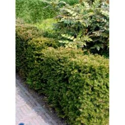 Almindelig Taks Taxus Baccata Med Klump,- 40-50 Cm. -Osmo Salgsbutik fi1817 taxus baccata 11ed