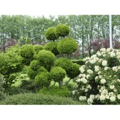 Almindelig Taks Taxus Baccata Med Klump,- 40-50 Cm. -Osmo Salgsbutik fi1817 taxus baccata 1b82