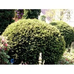 Almindelig Taks Taxus Baccata Med Klump,- 40-50 Cm. -Osmo Salgsbutik fi1817 taxus baccata 70a0