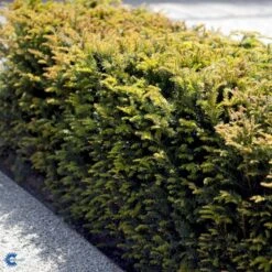 Almindelig Taks Taxus Baccata Med Klump,- 40-50 Cm. -Osmo Salgsbutik fi1817 taxus baccata a220