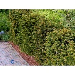 Almindelig Taks Taxus Baccata Med Klump,- 40-50 Cm. -Osmo Salgsbutik fi1817 taxus baccata bfe9