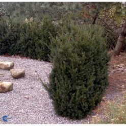 Taks 'Hillii' Taxus Media 'Hillii' Med Klump,- 100-120 Cm. 11 Taks 'Hillii' Taxus Media 'Hillii' Med Klump,- 100-120 Cm. -Osmo Salgsbutik fi1884 taxus media hillii 9eec