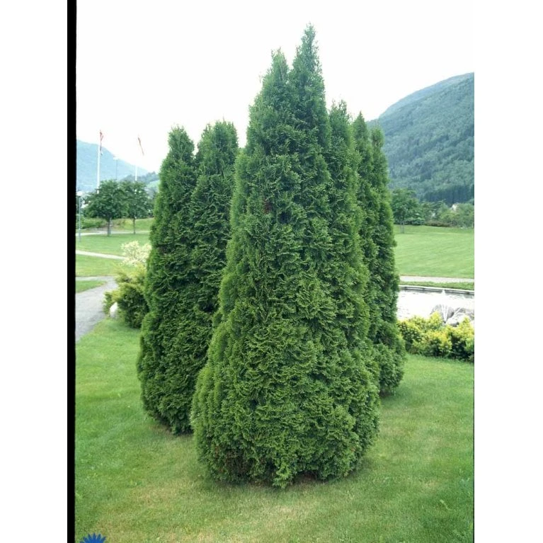 Hækthuja 'Holmstrup' Thuja Occidentalis 'Holmstrup' Med Klump,- 60-80 Cm. 9 Hækthuja 'Holmstrup' Thuja Occidentalis 'Holmstrup' Med Klump,- 60-80 Cm. - Billede 7