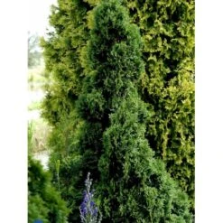 Hækthuja 'Holmstrup' Thuja Occidentalis 'Holmstrup' Med Klump,- 60-80 Cm. 17 Hækthuja 'Holmstrup' Thuja Occidentalis 'Holmstrup' Med Klump,- 60-80 Cm. -Osmo Salgsbutik fi1916 thuja occidentalis holmstrup 9c06