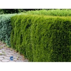 Hækthuja 'Smaragd' Thuja Occidentalis 'Smaragd' Med Klump, - 80-100 Cm -Osmo Salgsbutik fi1932 thuja occidentalis smaragd 2540 1