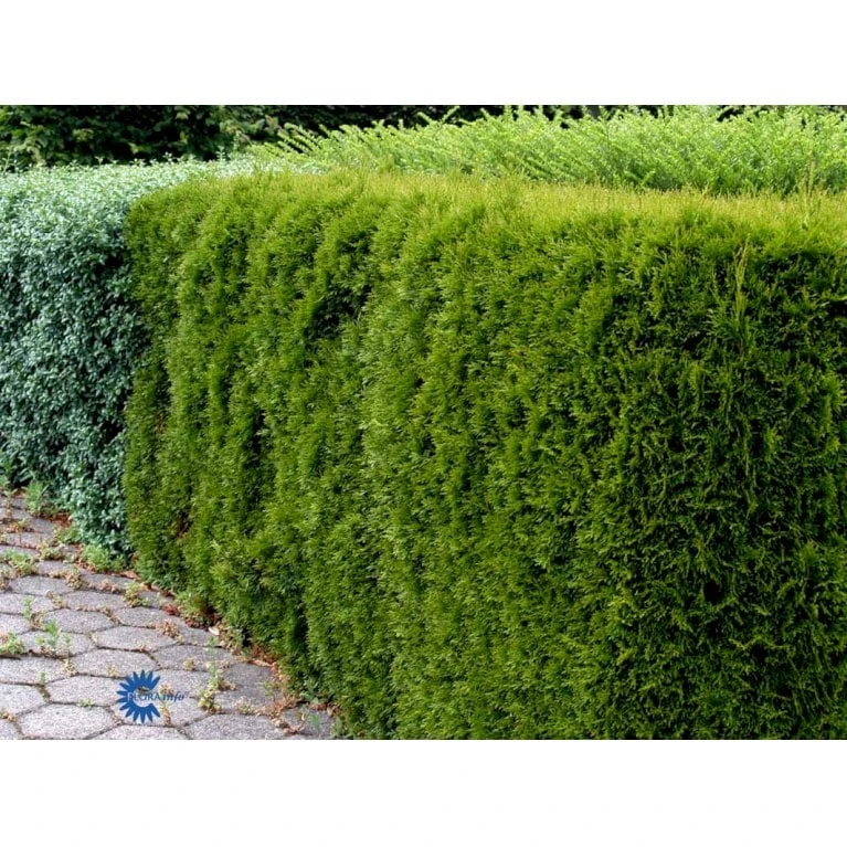 Hækthuja 'Smaragd' Thuja Occidentalis 'Smaragd' Med Klump,- 150-175 Cm. 9 Hækthuja 'Smaragd' Thuja Occidentalis 'Smaragd' Med Klump,- 150-175 Cm. - Billede 7
