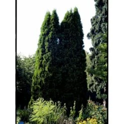 Hækthuja 'Smaragd' Thuja Occidentalis 'Smaragd' Med Klump, - 80-100 Cm -Osmo Salgsbutik fi1932 thuja occidentalis smaragd b48d 1