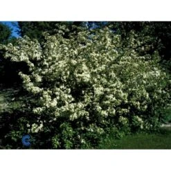 Sargentsæble Malus Sargentii Barrods, - 3 års (1/2) 50-80 Cm. Hækkvalitet -Osmo Salgsbutik fi273 malus toringo var sargentii 4b66