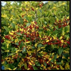 Sargentsæble Malus Sargentii Barrods, - 3 års (1/2) 50-80 Cm. Hækkvalitet -Osmo Salgsbutik fi273 malus toringo var sargentii 6dc4