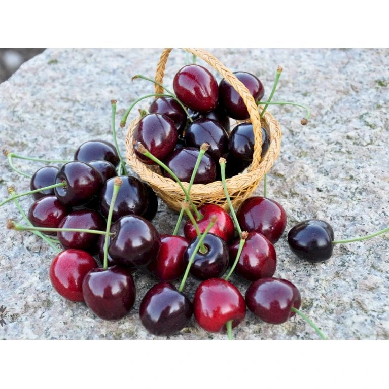 Sød Kirsebær 'Kordia' - Kræver Bestøver Prunus X 'Kordia' - Kræver Bestøver 4-8 Grene, 130-170 Cm. 10 Liter Potte (Colt) 5 Sød Kirsebær 'Kordia' - Kræver Bestøver Prunus X 'Kordia' - Kræver Bestøver 4-8 Grene, 130-170 Cm. 10 Liter Potte (Colt) - Billede 3