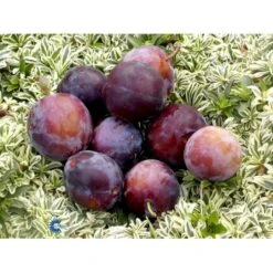 Blomme 'Kirkes' Prunus Domestica 'Kirkes' 4-8 Grene, 130-170 Cm. 10 Liter Potte. (S.J.A.) -Osmo Salgsbutik fi351 prunus domestica kirkes c5f6