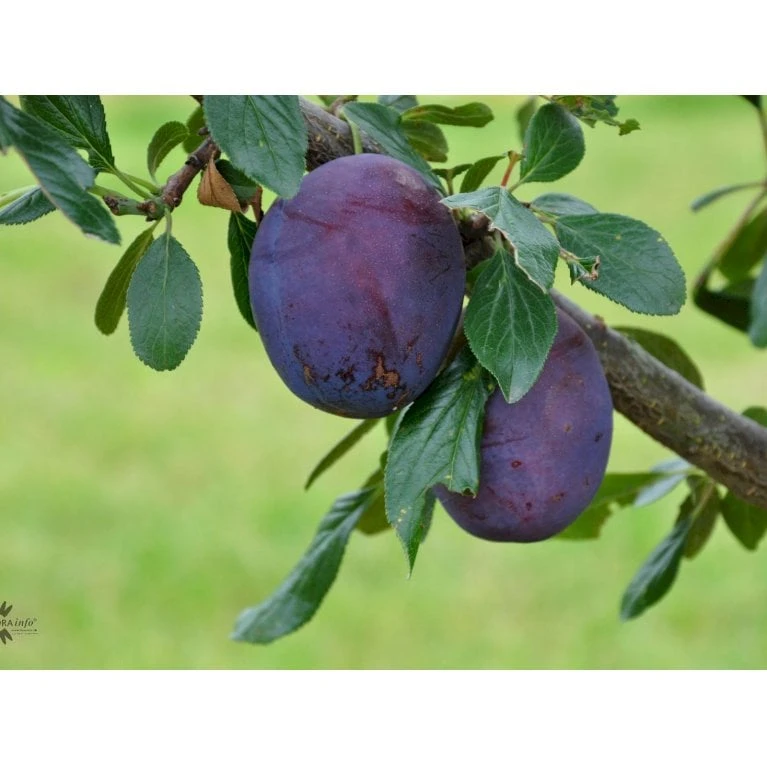 Blomme 'Valor' Prunus Domestica 'Valor' 4-8 Grene, 130-170 Cm. 10 Liter Potte. (S.J.A.) 3 Blomme 'Valor' Prunus Domestica 'Valor' 4-8 Grene, 130-170 Cm. 10 Liter Potte. (S.J.A.)