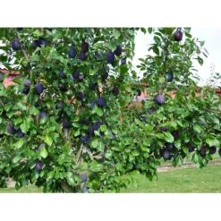 Blomme 'Valor' Prunus Domestica 'Valor' 4-8 Grene, 130-170 Cm. 10 Liter Potte. (S.J.A.) 7 Blomme 'Valor' Prunus Domestica 'Valor' 4-8 Grene, 130-170 Cm. 10 Liter Potte. (S.J.A.) -Osmo Salgsbutik fi363 prunus domestica valor e428